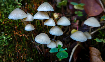 A cluster of fragile white bonnet mushrooms (Mycena sp.) surrounded by moss and clover in a woodland setting.