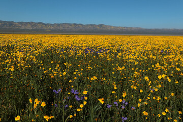 A bright yellow field of yellow field daisies. California. Soda Lake