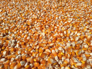 Hundreds of bright orange and yellow corn kernels are spread out on a red tarp, basking under natural sunlight for drying.
