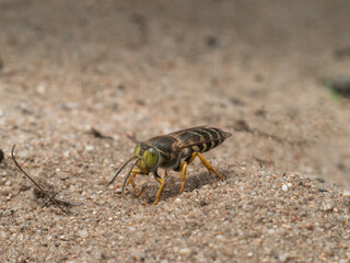 Zu sehen ist eine detailreiche Nahaufnahme einer Kreiselwespe (Bembix rostrata), die sich auf einer sandigen Oberfläche befindet.