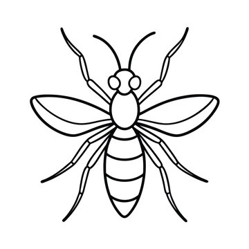 webspinner insect line vector illustration