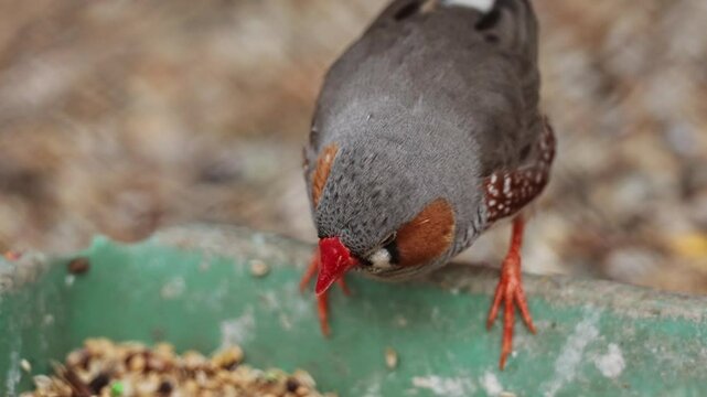 Close up shot of cute little zebra finch or chestnut-eared finch, taeniopygia guttata spotted perching on ground and wondering around it surrounding environments, drop guanoe and fly away. Ornitology