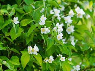 White aromatic flowers of a flowering Philadelphus coronarius bush (sweet mock orange, English dogwood) in garden. Close-up.