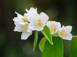 White aromatic flowers of a flowering Philadelphus coronarius bush (sweet mock orange, English dogwood) in garden. Close-up.