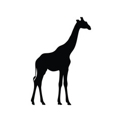 Obraz premium Black silhouette giraffe standing tall on white background Vector illustration
