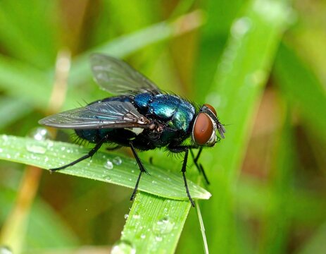 Blow Flies" Images – Browse 5,858 Stock Photos, Vectors, and Video | Adobe Stock