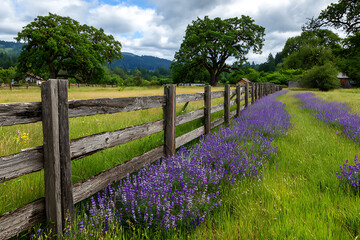 Fototapeta premium Rustic wooden fence bordering vibrant purple wildflowers and green meadow rural