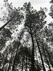 trees in the forest