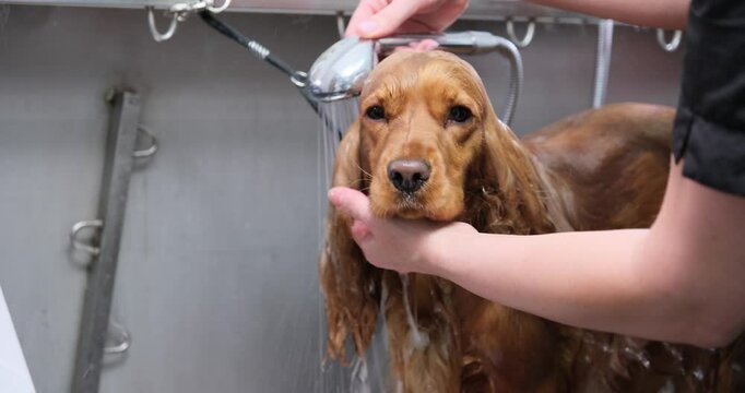 English Cocker Spaniel with wet fur being washed by groomer at pet grooming salon. Bathing process of red dog.