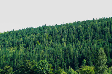 Lush green forest with dense conifer trees under clear sky during daytime hours