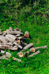 Fototapeta premium Pile of cut logs on green grass in a sunny outdoor setting during early afternoon hours