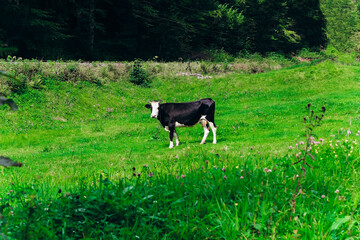 Cow grazing peacefully in lush green field near forested area in daytime