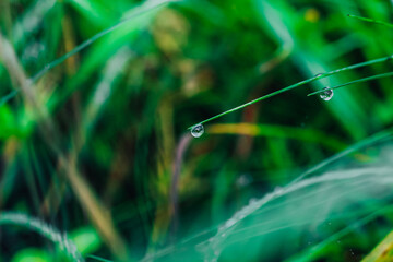 Water droplets sparkle on green grass blades during early morning light in a serene outdoor setting