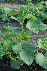 Cucumber plants growing in the garden. Vegetable garden.