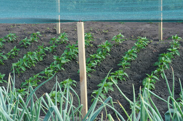 Pepper plants in a vegetable garden, closeup of photo.