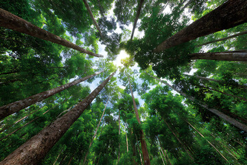 Fototapeta premium Towering green trees reaching towards bright sky forest canopy