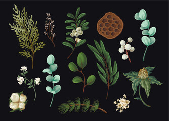 Vector Christmas botanical set with greenery leaves berries and flowers