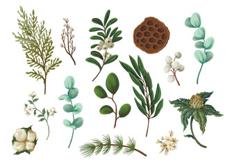 Vector Christmas botanical set with greenery leaves berries and flowers
