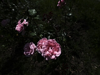 quantum valentine roses