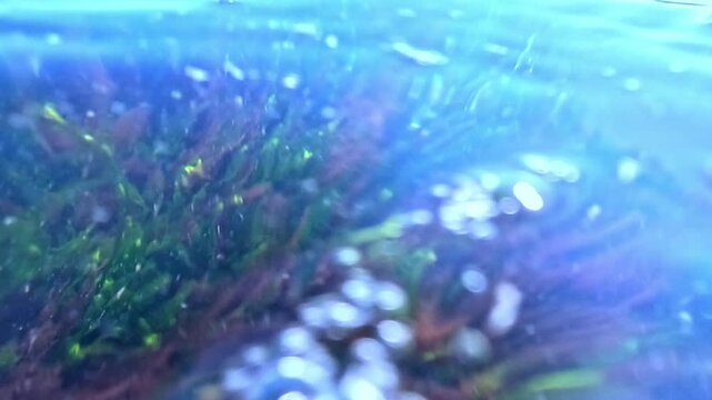 Green algae Enteromorpha and red Ceramium algae on stones in clean transparent water in the Black Sea