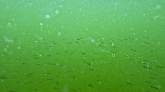 A school of small mullet in green water in the Black Sea