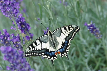 Old World Swallowtail or common yellow swallowtail (Papilio machaon) sitting on lavender in Zurich, Switzerland