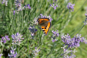 Small tortoiseshell butterfly (Aglais urticae) perched on lavender in Zurich, Switzerland