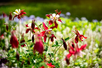 Beautiful red columbine flowers in the garden	