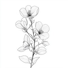 Line art drawing of blooming flowers, simple design isolated on a white background
