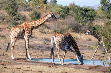 Three African Southern Giraffe surround a small waterhole as they awkwardly bend to drink water