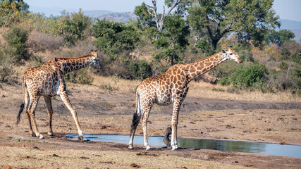Obraz premium Two Southern Giraffe scan the surrounds while half bent over before committing to the full bent over stance required to drink water.