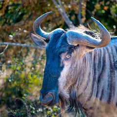 Close up headshot portrait of a lone Blue Wildebeest as he stands staring at the camera