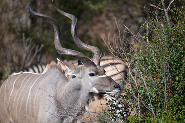 A close-up portrait of a lone Kudu bull with spiral horns browsing on a scant winter growth.