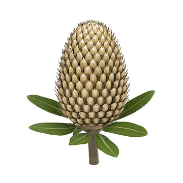 Creamy White Flower Bud with Green Leaves on Transparent Background