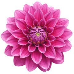 Vibrant Pink Dahlia Flower Close Up on Transparent Background