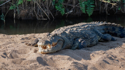 A Nile Crocodile basking in the late afternoon sunshine on a sandbank in the middle of a river