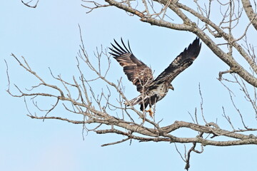 American Bald Eagle at the Richland Creek Wildlife Management Area of Texas
