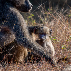 A close-up of a mother Chacma baboon sitting on the ground as she comforts her baby that stares at the camera.