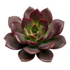 Dark Red And Green Succulent Rosette Closeup Against Black Background
