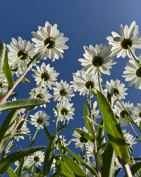 Daisies as seen from below, looking up, with blue sky