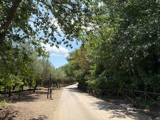 dirt road with fence that runs alongside olive grove