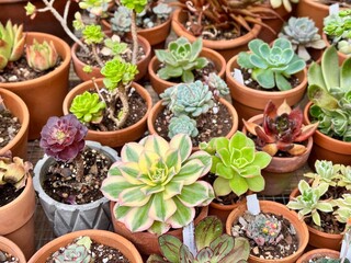 Succulent pots in the greenhouse