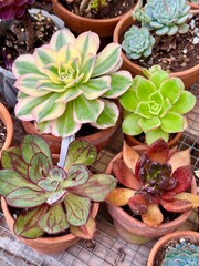 Succulent plant in a pot