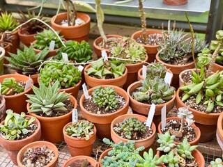 Succulents in pots
