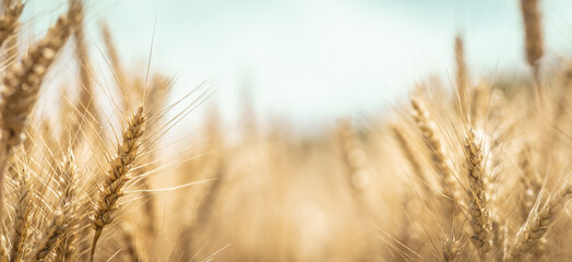 Close-up Of Ripe Golden Wheat With Vintage Effect - Harvest