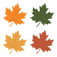 Four Colorful Autumn Maple Leaves