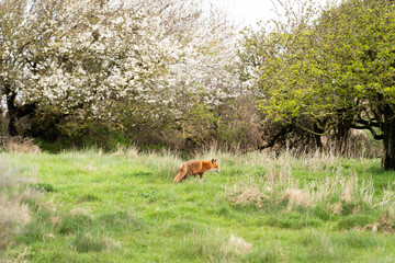 Red Fox in a Vibrant Green Meadow with Blooming Trees