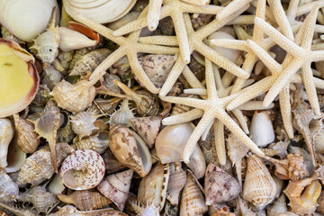 Collection of sea snails and starfish. Ocean animals.