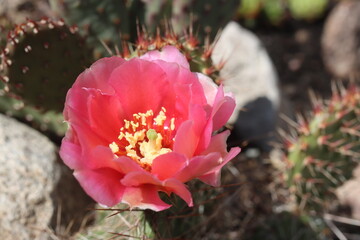 Opuntia cv. Rom hybryda kwiat łososiowor&oacute;żowy