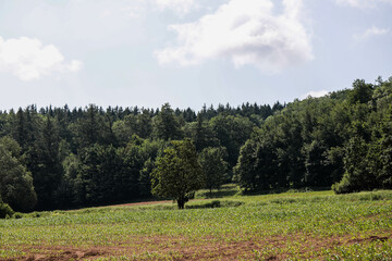 Wide Open Nature Fields and Forest Beneath the Sky